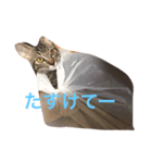 ねこの実用スタンプ（個別スタンプ：5）