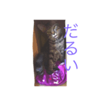 ねこの実用スタンプ（個別スタンプ：6）