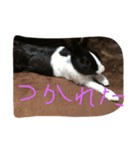ウサギのぴょんすけの日常（個別スタンプ：5）