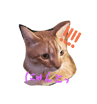 猫なんです（個別スタンプ：1）