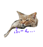 猫なんです（個別スタンプ：2）