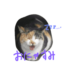 猫なんです（個別スタンプ：3）