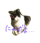 猫なんです（個別スタンプ：4）