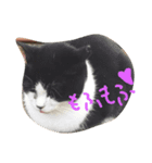 猫なんです（個別スタンプ：5）