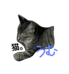 猫なんです（個別スタンプ：6）