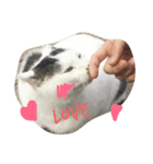 猫なんです（個別スタンプ：7）