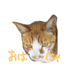 猫なんです（個別スタンプ：8）