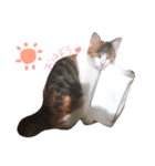 うちの猫 .*（個別スタンプ：1）