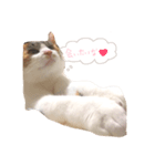 うちの猫 .*（個別スタンプ：2）