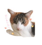うちの猫 .*（個別スタンプ：3）
