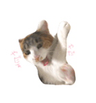 うちの猫 .*（個別スタンプ：4）