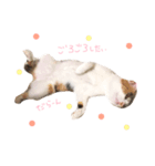 うちの猫 .*（個別スタンプ：5）