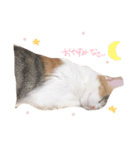 うちの猫 .*（個別スタンプ：6）
