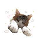うちの猫 .*（個別スタンプ：7）