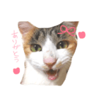 うちの猫 .*（個別スタンプ：8）