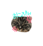 うちのにゃんこズ（個別スタンプ：4）