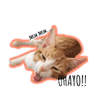 猫ネコネコ（個別スタンプ：1）