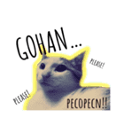 猫ネコネコ（個別スタンプ：5）