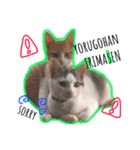 猫ネコネコ（個別スタンプ：6）