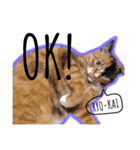 猫ネコネコ（個別スタンプ：7）