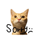 mycat's（個別スタンプ：1）