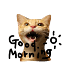 mycat's（個別スタンプ：4）