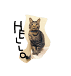 mycat's（個別スタンプ：5）