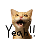 mycat's（個別スタンプ：8）