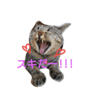 あんコロ（個別スタンプ：1）
