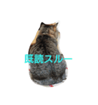 あんコロ（個別スタンプ：2）