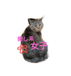あんコロ（個別スタンプ：3）