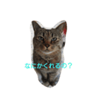 あんコロ（個別スタンプ：4）