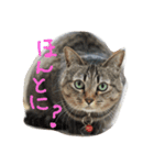 あんコロ（個別スタンプ：11）