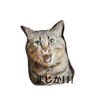 あんコロ（個別スタンプ：12）
