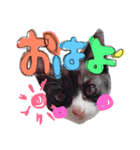 猫❤️（個別スタンプ：1）