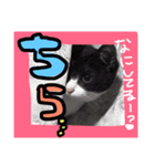 猫❤️（個別スタンプ：2）