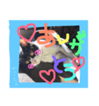 猫❤️（個別スタンプ：3）