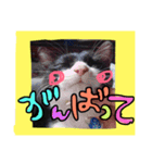 猫❤️（個別スタンプ：4）