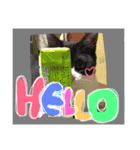 猫❤️（個別スタンプ：5）