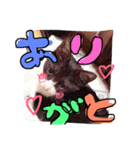 猫❤️（個別スタンプ：6）