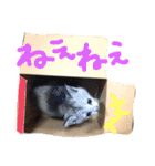 子猫みつばのスタンプ（個別スタンプ：6）