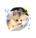 子猫みつばのスタンプ（個別スタンプ：7）