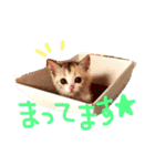 子猫みつばのスタンプ（個別スタンプ：11）