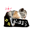 子猫みつばのスタンプ（個別スタンプ：23）