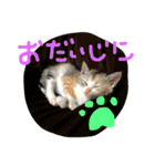 子猫みつばのスタンプ（個別スタンプ：27）