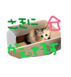 子猫みつばのスタンプ（個別スタンプ：37）