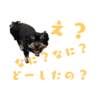 Dog.OGGi（個別スタンプ：1）