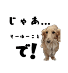 Dog.OGGi（個別スタンプ：2）