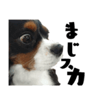 Dog.OGGi（個別スタンプ：3）