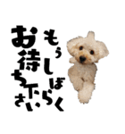 Dog.OGGi（個別スタンプ：4）